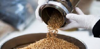 Empresa do agronegócio reconhecida no mercado em governança reinicia moagem de trigo