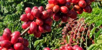 Espaço virtual reúne informações e tecnologias para boas práticas de manejo da lavoura cafeeira