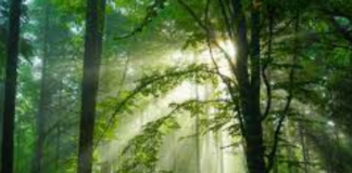 CBA – Potencial do mercado de carbono verde é tema central do evento