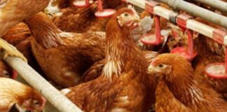 Nova protease para frangos de corte pode proporcionar ganho de peso de até 1% por animal