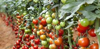 Fungicida multissítio atua preventivamente em doenças do tomateiro