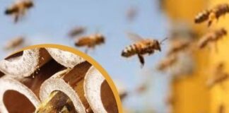 Biodiversidade e produtividade: efeitos positivos do hotel de abelhas