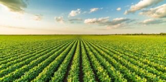 Fungicida biológico contribui na prevenção da ferrugem da soja