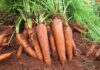 Desenvolvida cenoura exclusivamente para cultivo orgânico
