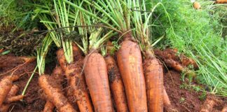 Desenvolvida cenoura exclusivamente para cultivo orgânico