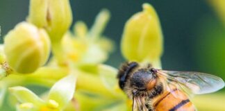Pela proteção das abelhas, plataforma une apicultores e agricultores