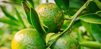 NOVIDADE – Especial para citros, oxicloreto de cobre protege pomar