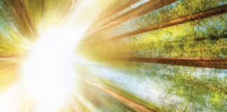 Projeto de restauração florestal planta 15 mil mudas no Vale da Grama