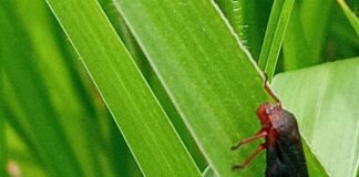 Atenção pecuaristas: pastagem saudável contribui para produtividade