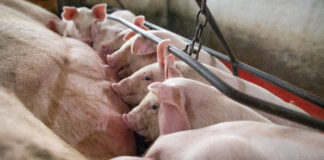 Higienização a seco reduz pressão de infecção em granjas de aves e suínos