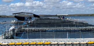 Índices zootécnicos na piscicultura são potencializados com gestão sanitária