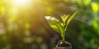 Cooperativas impulsionam resultado de seguradora