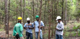 Software monitora formigas cortadeiras e contribui na redução de defensivos