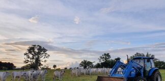 Equipamento multitarefa, trator é ferramenta também na pecuária