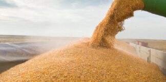 Trituradores com motores elétricos beneficiam o agronegócio durante o tempo seco, garante fabricante