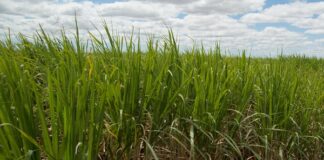 ARTIGO – Inteligência artificial é solução para o manejo fitossanitário eficiente da cana