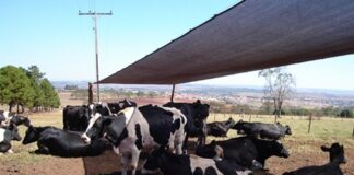 ARTIGO – Sistema ILPF pode ser utilizado como sombreamento natural para o gado