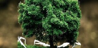 ARTIGO – O Impacto da Lei Geral de Licenciamento Ambiental no Agronegócio