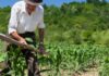 BNDES prevê R$ 5,1 bi a pequenos agricultores