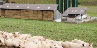 Maturidade do bem-estar animal é apontada em debate como nova temática em estratégias de negócios