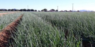 Cebola: produção se diversifica para seguir clima e foca em rendimento e produtividade
