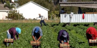 Três mudanças trabalhistas afetam o agronegócio, orienta advogada
