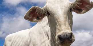 Desafio Pecuária Responsável foca em bem-estar animal e reúne cadeia da bovinocultura de corte