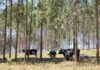 Pecuária de leite: parceria objetiva neutralização de emissões de carbono