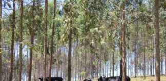 Pecuária de leite: parceria objetiva neutralização de emissões de carbono