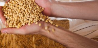 IB-APTA anuncia biotecnologia para controle de nematoides de galhas e cisto da soja