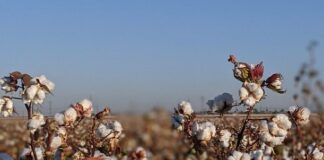 Molécula que controla quatro principais pragas do algodoeiro chega ao mercado até novembro