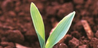 Focada em aumentar produtividade de grãos, nanotecnologia hidrocoloide chega ao mercado