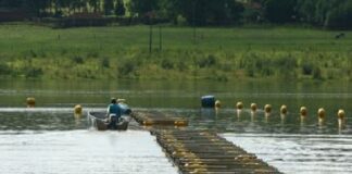 Instituto da Pesca formula rações para tilápia que reduzem custos de piscicultor