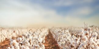 Algodão ganha produto que une ação inseticida e fungicida para combate de pragas e doenças