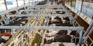 Bem-estar animal em baixas temperaturas exige aquecimento do ambiente