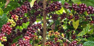 Irrigação por gotejamento aumenta produtividade e qualidade do café conilon