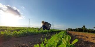 AMENDOIM: evento do setor reúne empresas e academia em formato virtual