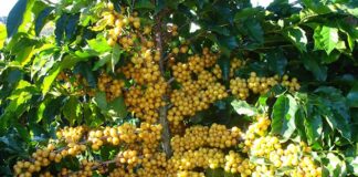 Café ganha seguro contra perdas por geadas e granizo