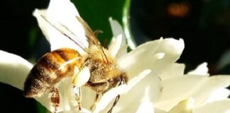 Startup apresenta estudo sobre benefícios das abelhas na produtividade do café