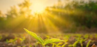 Protetor solar de base mineral proporciona conforto térmico a plantas e frutos em altas temperaturas