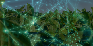 Ferramenta combina algoritmo com imagens de satélites para monitoramento de safra agrícola