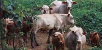 ARTIGO – Como a tecnologia irá ajudar na adoção da pecuária de baixo carbono?