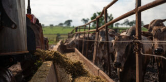 ARTIGO – Alta do milho: quais alternativas para otimizar o uso na nutrição animal?