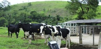 Artigo: Tecnologia é a melhor oportunidade para driblar os desafios da cadeia do leite