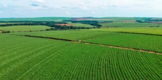 ARTIGO – Uma cultura que une o Brasil