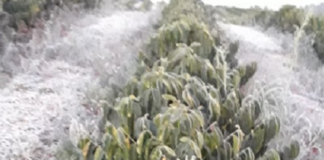 Banco do Brasil disponibiliza R$ 10,5 bilhões para recuperar lavouras prejudicadas pelas geadas