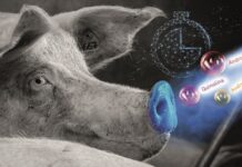 Produto para detecção de cio em fêmeas suínas evita prejuízo ao produtor