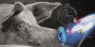 Produto para detecção de cio em fêmeas suínas evita prejuízo ao produtor