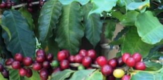 A importância dos cafés especiais