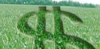 Seguro rural protege a produção agrícola quando clima prejudica